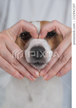 The owner makes a heart sign with her fingers near the face of her Jack Russell Terrier dog.  132942197
