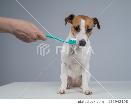 A woman brushes her dog's teeth with toothpaste. A woman brushes her dog's teeth with toothpaste. 132942198