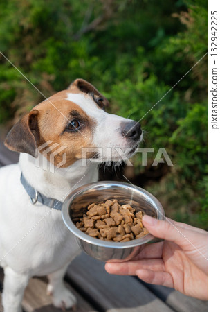Sad dog turns away from food bowl. No appetite. Sad dog turns away from food bowl. No appetite. 132942225