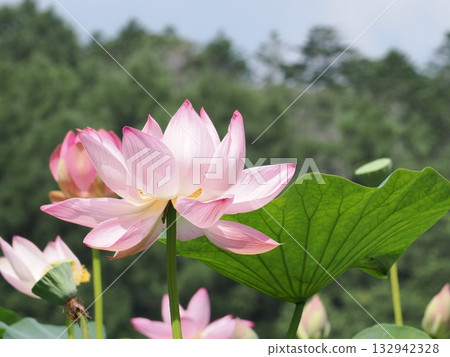 蓮花特寫 132942328