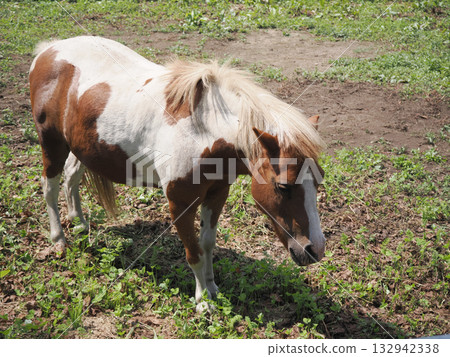 Adorable pony Adorable pony 132942338
