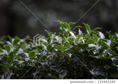 冬青樹(Hiiragi) 冬青樹(Hiiragi) 132942349