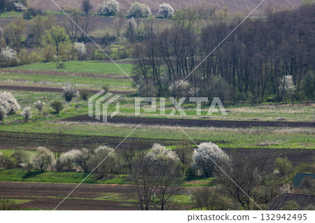 Vibrant spring landscape in Ternopil oblast, Ukraina showcasing blooming trees and lush greenery amidst rolling fields Vibrant spring landscape in Ternopil oblast, Ukraina showcasing blooming trees and lush greenery amidst rolling fields 132942495