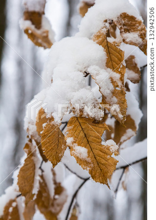 Snow-covered autumn leaves cling to branches in a serene winter forest setting showcasing nature's seasonal transitions and beauty Snow-covered autumn leaves cling to branches in a serene winter forest setting showcasing nature's seasonal transitions and beauty 132942506
