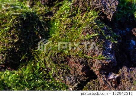 Close-up view of vibrant green moss growing on rocky surface in natural light during early morning hours Close-up view of vibrant green moss growing on rocky surface in natural light during early morning hours 132942515