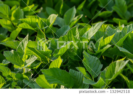 Lush green leaves basking in sunlight in a cultivated garden during the spring season Lush green leaves basking in sunlight in a cultivated garden during the spring season 132942518