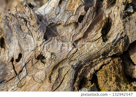 Close-up view of intricate wood texture revealing natural patterns and holes from insects in a sunlit forest setting during daylight hours 132942547