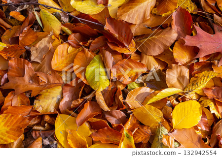 Colorful autumn leaves cover the ground in various shades of gold orange and red during a crisp fall day in the park Colorful autumn leaves cover the ground in various shades of gold orange and red during a crisp fall day in the park 132942554