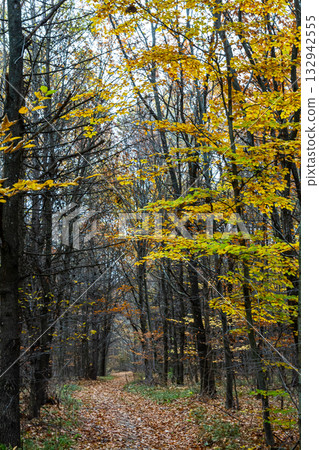 Autumn trail winding through a forest with vibrant yellow leaves against a cloudy sky Autumn trail winding through a forest with vibrant yellow leaves against a cloudy sky 132942555