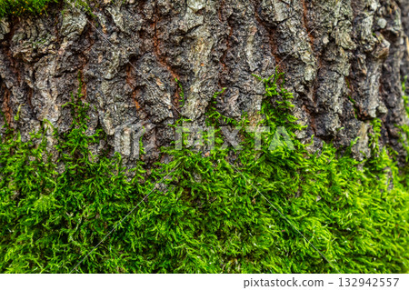 Moss growing on a tree trunk in a lush forest during daytime showcasing the beauty and diversity of nature's greenery 132942557