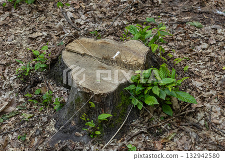Tree stump in a lush forest surrounded by green foliage and fallen leaves showcasing nature's regrowth after logging activities 132942580