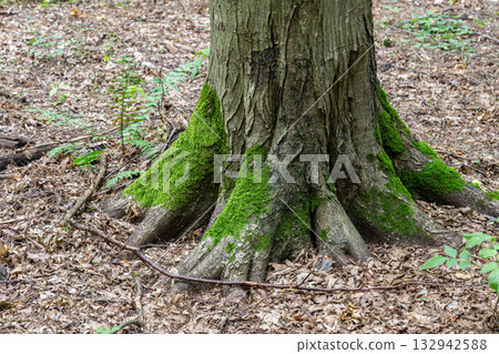 Moss-covered tree trunk in a forest setting during daytime showcasing nature's beauty and ecological diversity 132942588