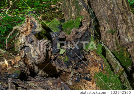 Visual representation of decaying tree trunk with black fungus and green moss in a forested area during daylight hours 132942590