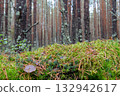 Moss is green against a forest background, a natural natural podium for advertising. 132942617