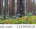 Moss is green against a forest background, a natural natural podium for advertising. 132942618