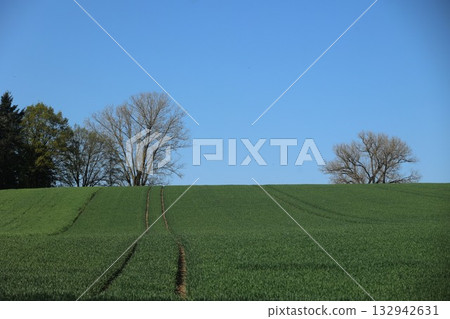 Field of green grass with two trees in the background Field of green grass with two trees in the background 132942631