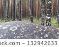 A gray stone podium against a forest background is a natural natural podium for advertising. 132942633