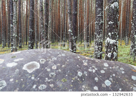A gray stone podium against a forest background is a natural natural podium for advertising. A gray stone podium against a forest background is a natural natural podium for advertising. 132942633
