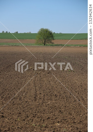 Tree is standing in a field of dirt Tree is standing in a field of dirt 132942634