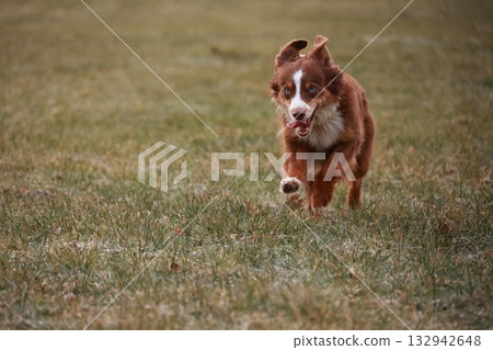 A brown and white dog is running through a field of grass 132942648