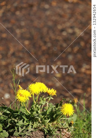 Bunch of yellow flowers are growing in a field Bunch of yellow flowers are growing in a field 132942654