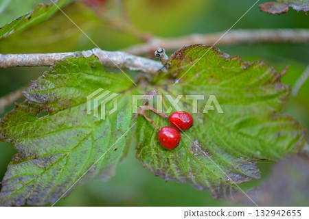 Viburnum koreanum, Korean viburnum with white flowers and red autumn foliage, a native deciduous shrub of Korea. Viburnum koreanum, Korean viburnum with white flowers and red autumn foliage, a native deciduous shrub of Korea. 132942655