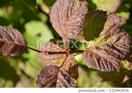 Viburnum koreanum, Korean viburnum with white flowers and red autumn foliage, a native deciduous shrub of Korea. Viburnum koreanum, Korean viburnum with white flowers and red autumn foliage, a native deciduous shrub of Korea. 132942656