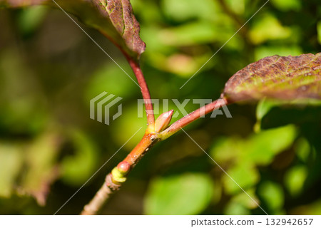 Viburnum koreanum, Korean viburnum with white flowers and red autumn foliage, a native deciduous shrub of Korea. Viburnum koreanum, Korean viburnum with white flowers and red autumn foliage, a native deciduous shrub of Korea. 132942657