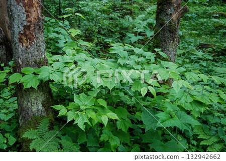 Viburnum koreanum, Korean viburnum with white flowers and red autumn foliage, a native deciduous shrub of Korea. Viburnum koreanum, Korean viburnum with white flowers and red autumn foliage, a native deciduous shrub of Korea. 132942662