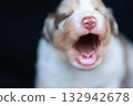 Puppy is yawning and has its mouth open 132942678