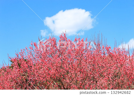 Red plum blossoms in full bloom Red plum blossoms in full bloom 132942682