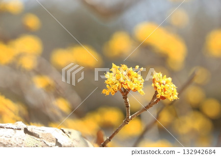 山茱萸花正盛開 132942684