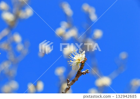 白色的梅花在藍天下綻放 132942685