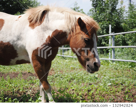 Adorable pony Adorable pony 132942824
