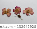 A set of dried pink flowers, rosehip buds and green leaves. medicinal plant. herbarium, scrapbooking 132942928