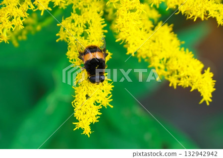 A round-bodied bee resting on a yellow goldenrod flower A round-bodied bee resting on a yellow goldenrod flower 132942942