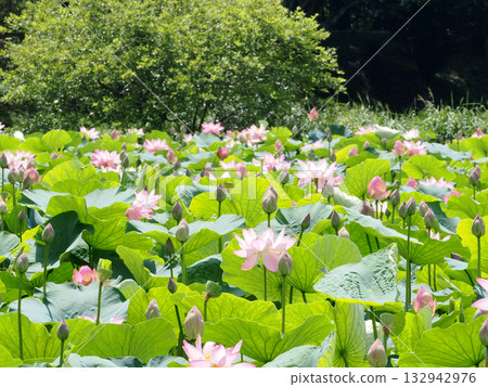A pond of lotus flowers in full bloom A pond of lotus flowers in full bloom 132942976