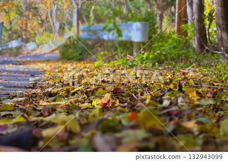 The roads covered with fallen leaves welcome autumn with vibrant colors The roads covered with fallen leaves welcome autumn with vibrant colors 132943099