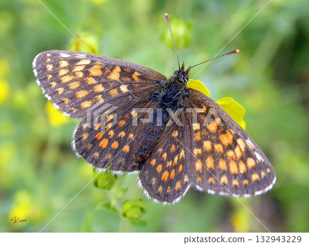 Beautiful butterflies in the flower garden Beautiful butterflies in the flower garden 132943229