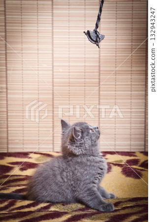 Blue grey British Kitten in home Blue grey British Kitten in home 132943247