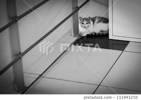 Beautiful cat in home interrior 132943250