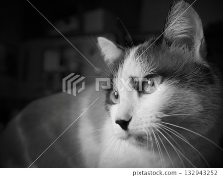 Beautiful cat in home interrior 132943252