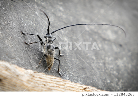 A large beetle with long antennae lies on its back in a defensive position. A large beetle with long antennae lies on its back in a defensive position. 132943263