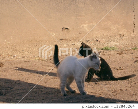 Little Kittens Homeless on street 132943264