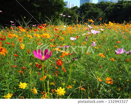 盛開的波斯菊花田 盛開的波斯菊花田 132943327