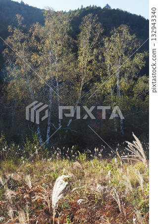 Birch leaves shining in the morning sun 132943340