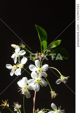 Delicate white cherry blossoms with yellow stamens against deep black background Delicate white cherry blossoms with yellow stamens against deep black background 132943381