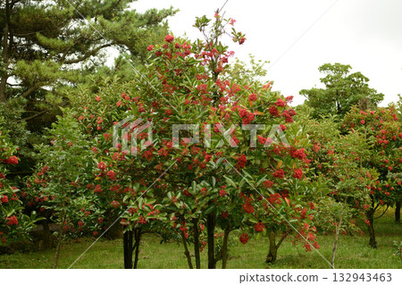 Viburnum koreanum, Korean viburnum with white flowers and red autumn foliage, a native deciduous shrub of Korea. 132943463