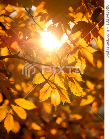 Vibrant golden autumn maple leaves illuminated by warm sunlight, creating a beautiful fall nature background with soft bokeh. 132943606