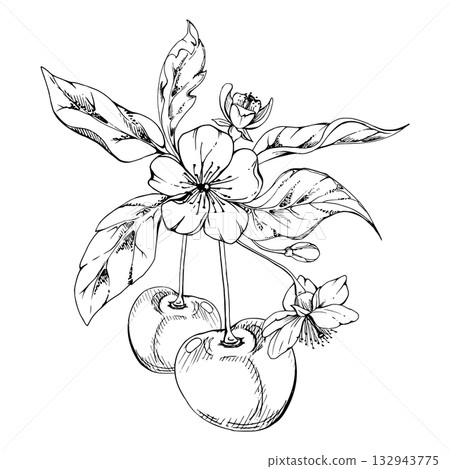 Sweet sour line cherry with plant leaves, white flowers, hand drawn vector ink, cerise berry on stems in clusters. Isolated composition illustration. Restaurant, cafe menu, wedding, farmers market 132943775